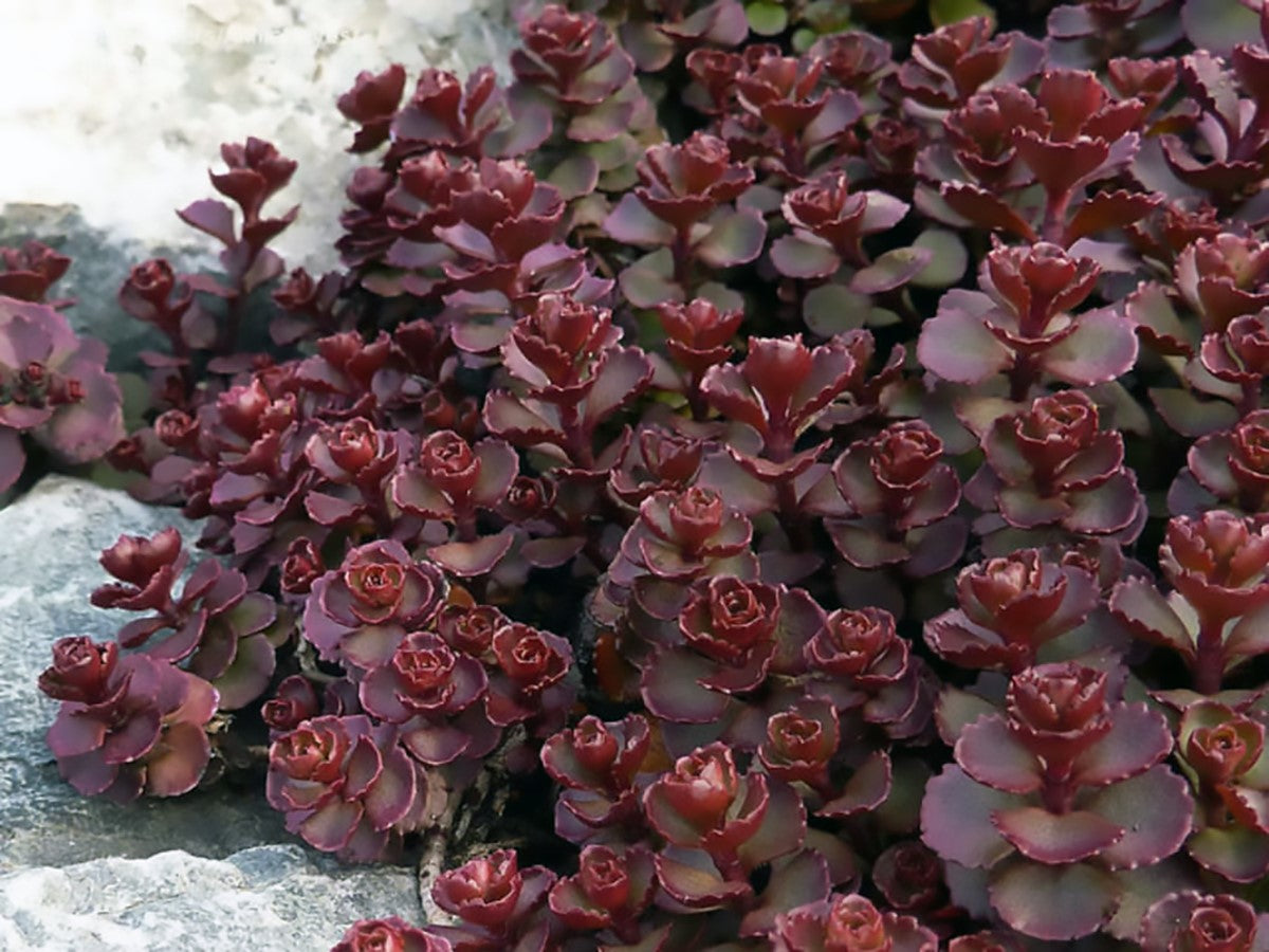Phedimus spurius - VOODOO - Creeping Stonecrop