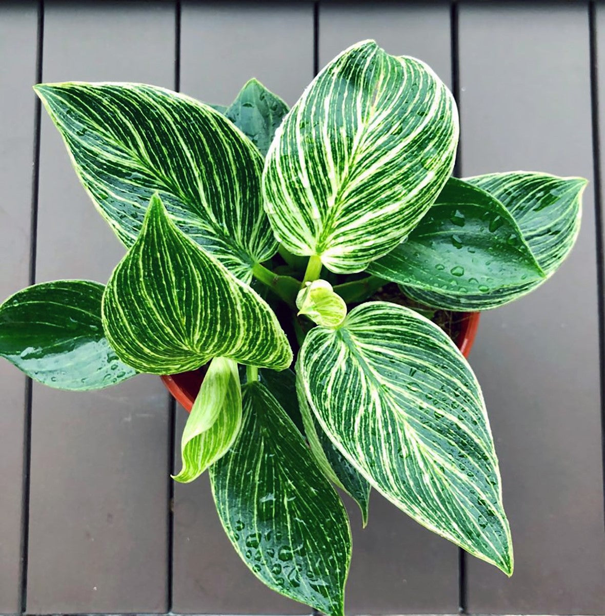 Philodendron - BIRKIN