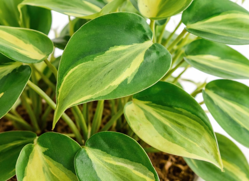 Philodendron hederaceum oxycardium - CARNIVAL - Variegated Heart Leaf Philodendron