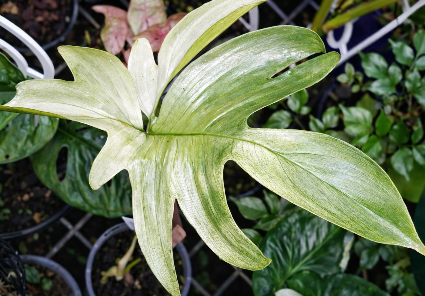 Philodendron - FLORIDA GHOST