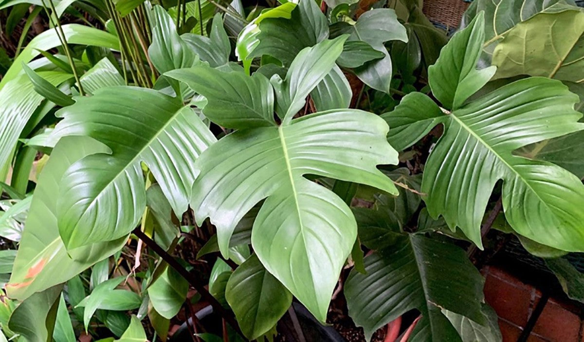 Philodendron - FLORIDA