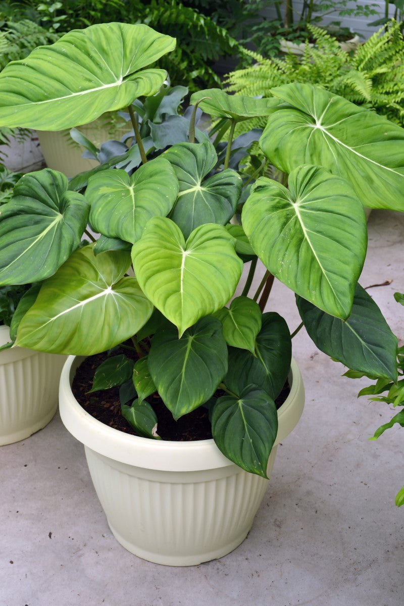 Philodendron gloriosum - Creeping Velvet Philodendron