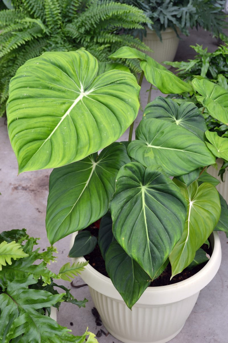 Philodendron gloriosum - Creeping Velvet Philodendron