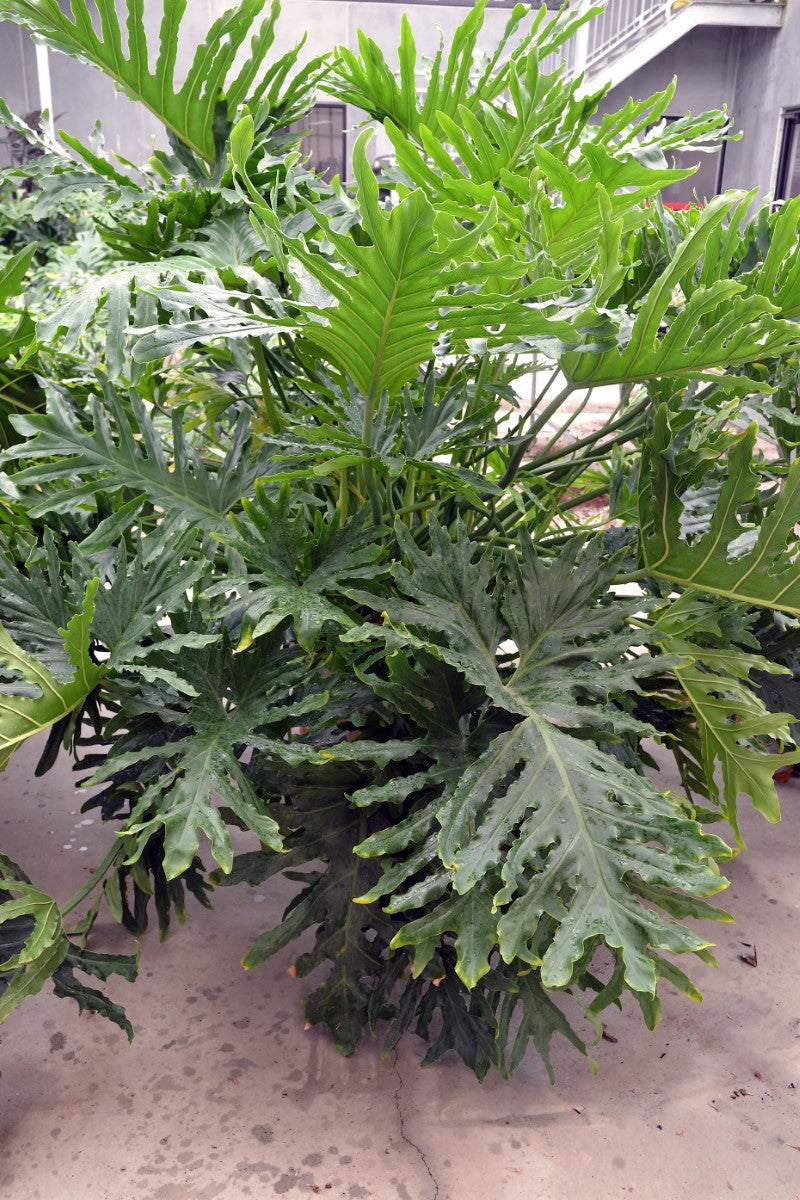 dwarf hope philodendron Philodendron bipinnatifidum - HOPE