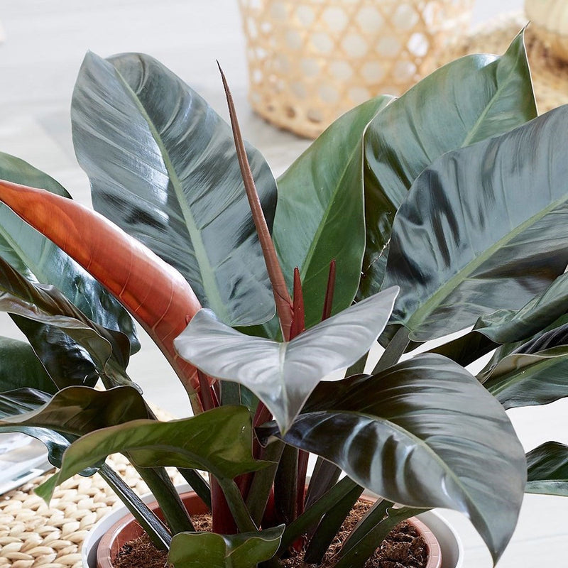 Philodendron - IMPERIAL RED