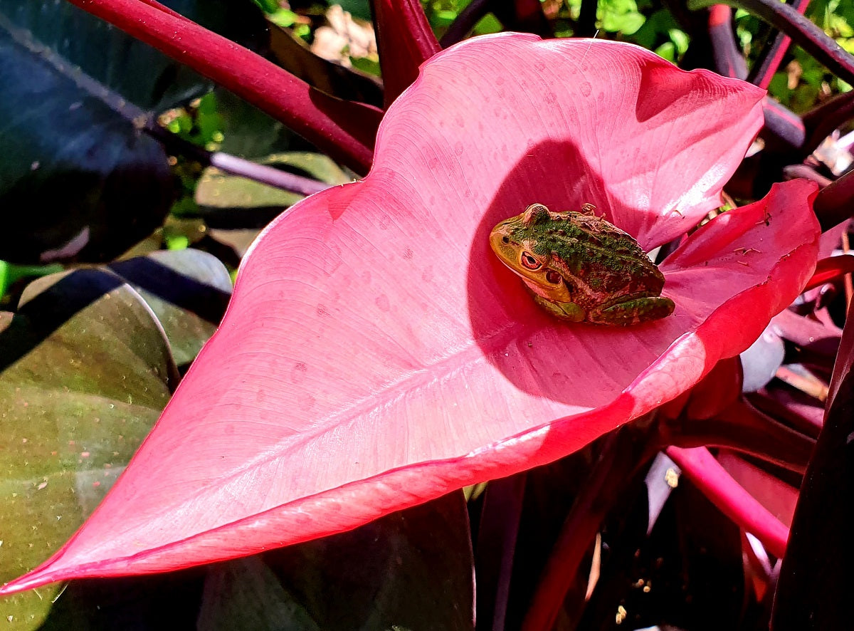 Philodendron - PINK PRINCESS Totem