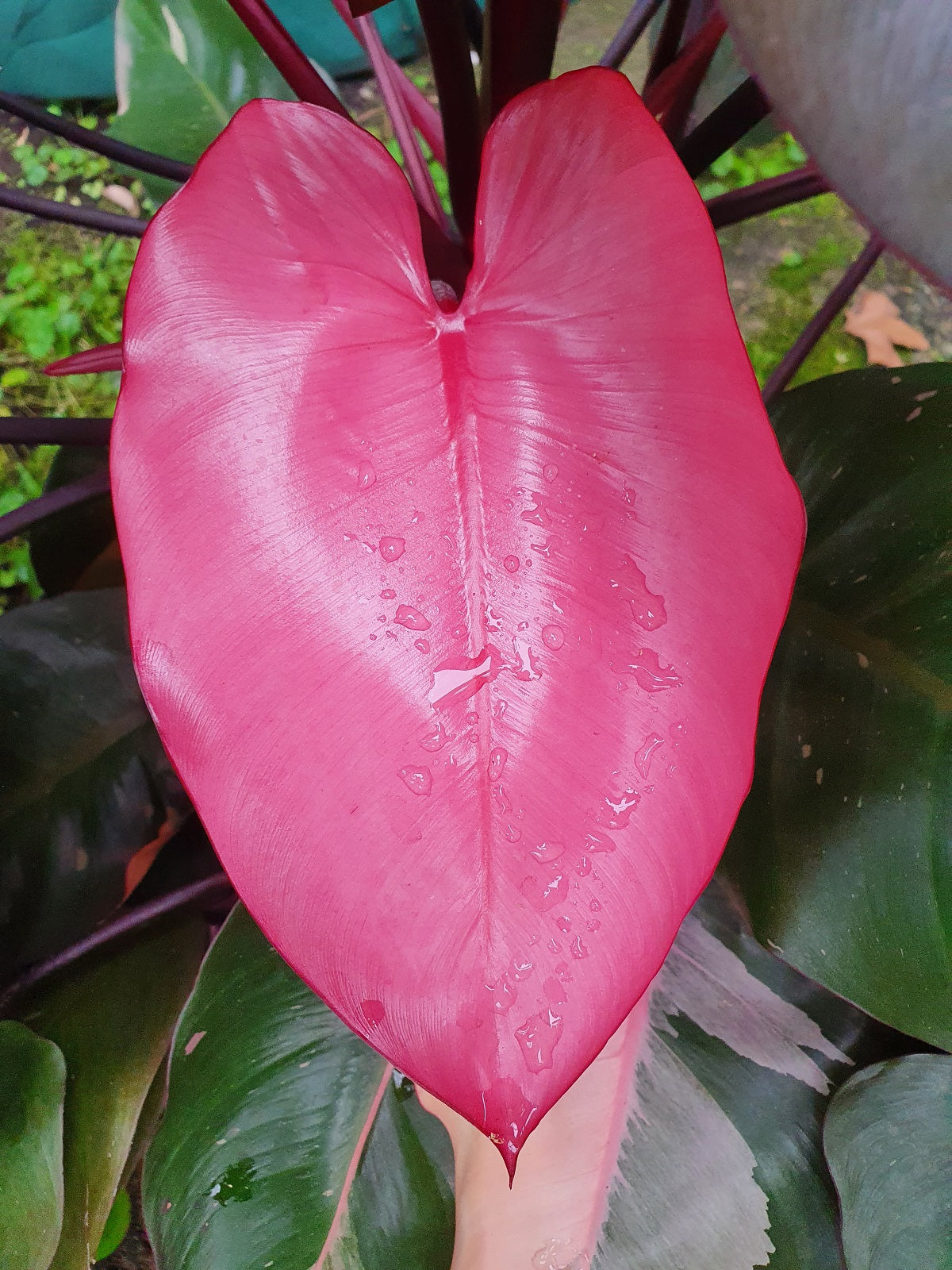 Philodendron - PINK PRINCESS