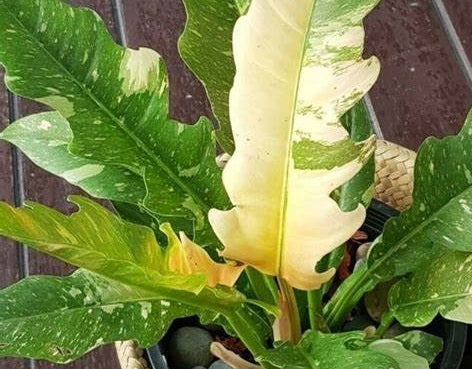 Philodendron - RING OF FIRE