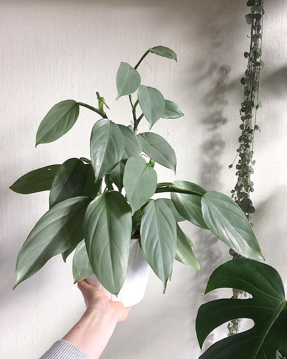 Philodendron hastatum - Silver Sword Philodendron