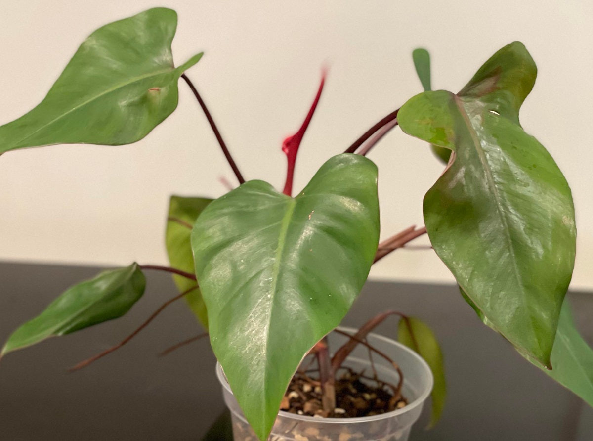 Philodendron - STRAWBERRY SHAKE (Reverted)