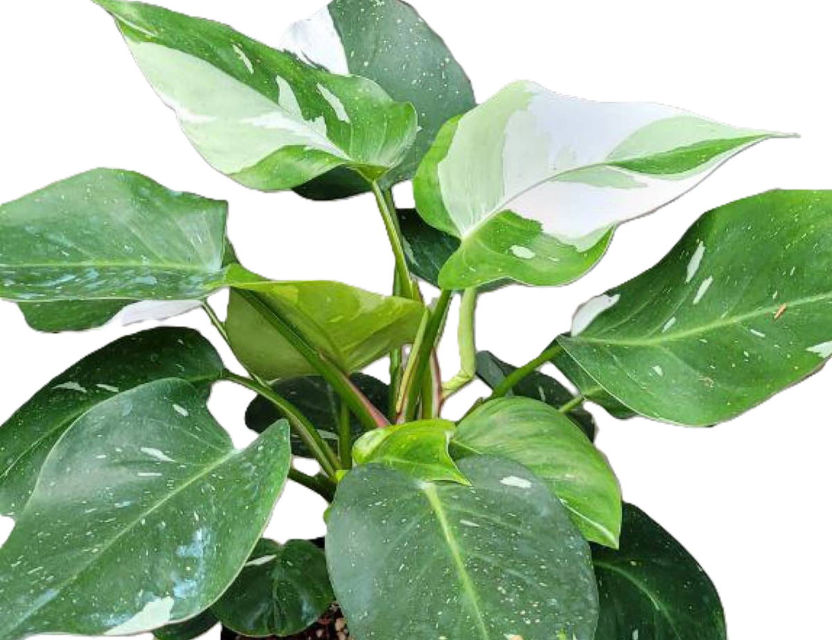 Philodendron - WHITE WIZARD