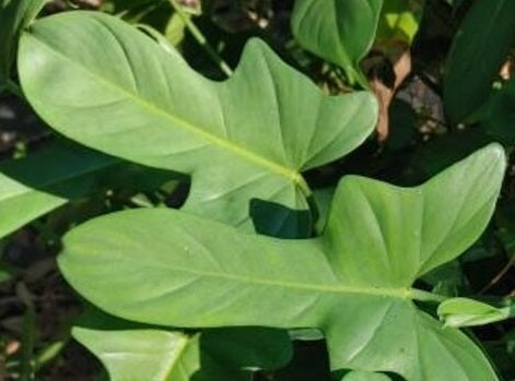 Philodendron bipennifolium - Horsehead Philodendron