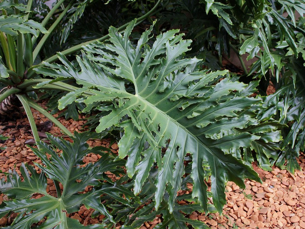 Philodendron bipinnatifidum
