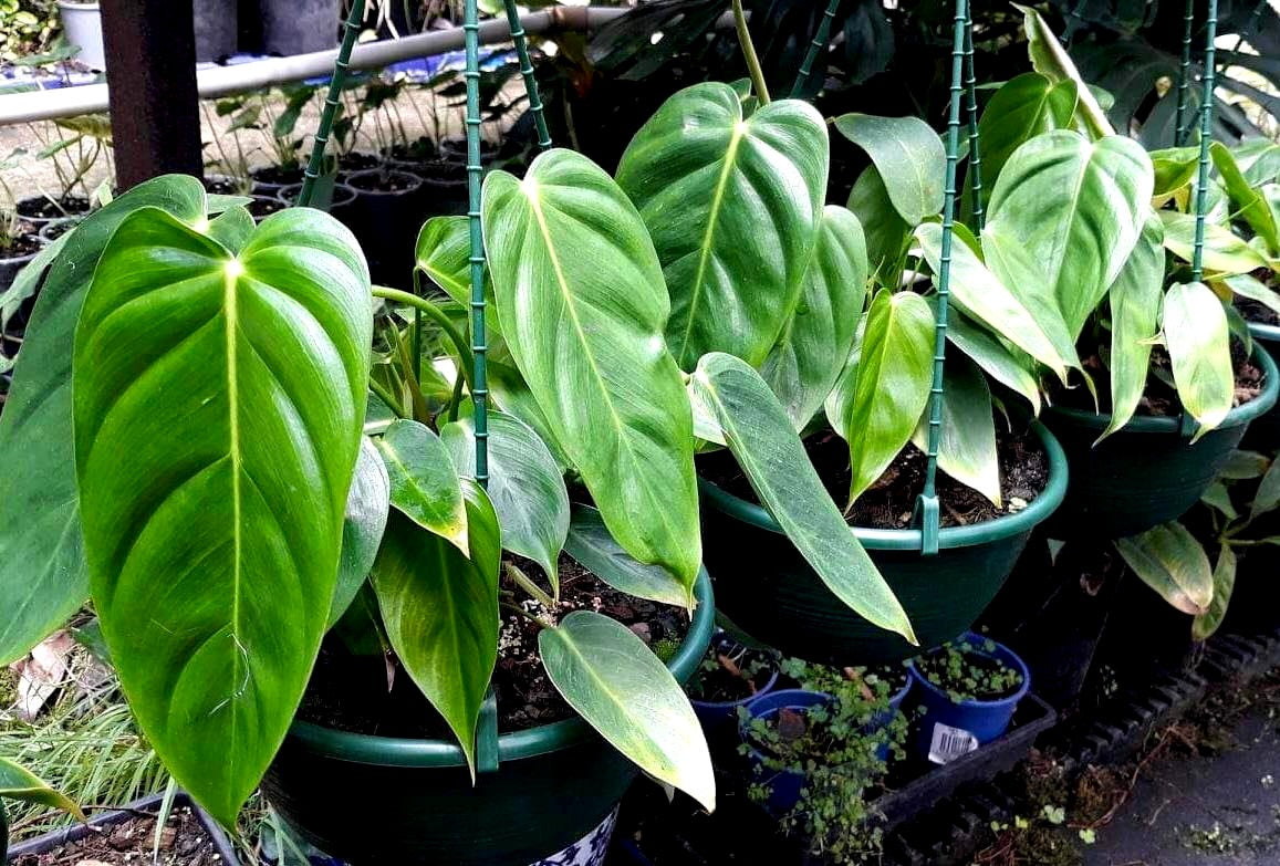 Philodendron esmeraldense Hanging Basket