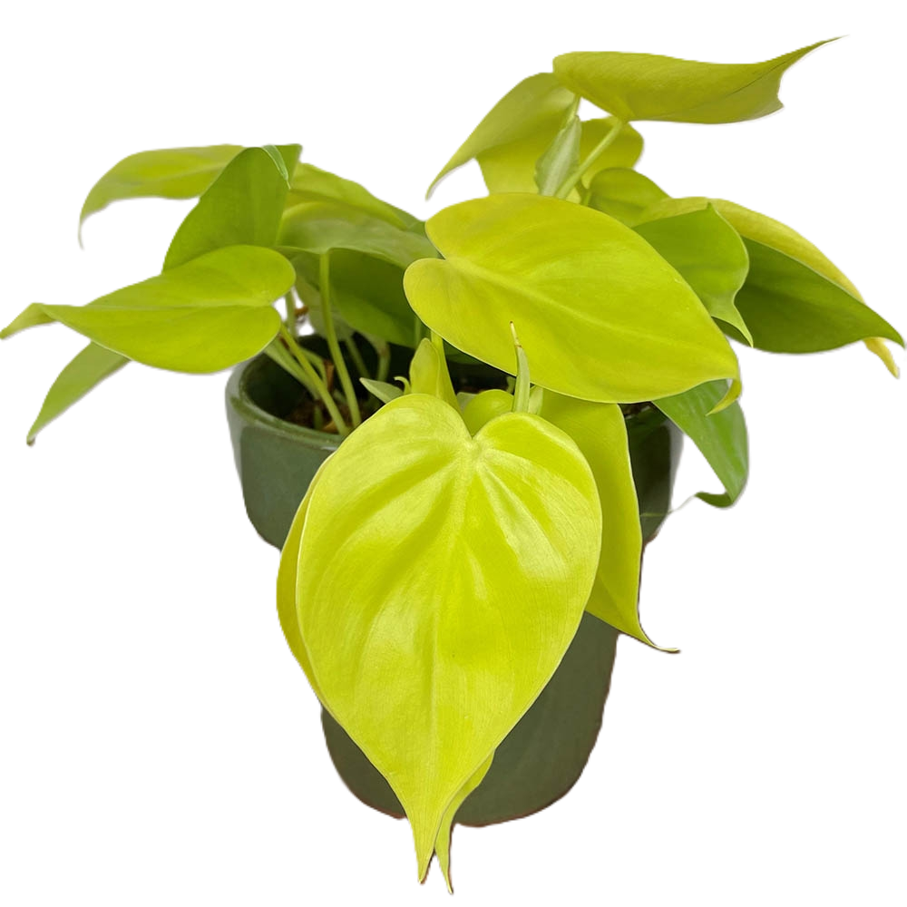 Philodendron hederaceum oxycardium - LEMON LIME - Golden Heart Leaf Philodendron Hanging Basket