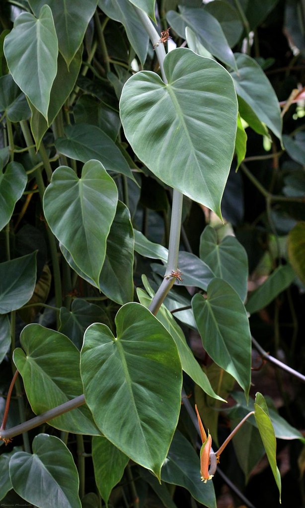 Philodendron hederaceum - Heart Leaf Philodendron Hanging Basket