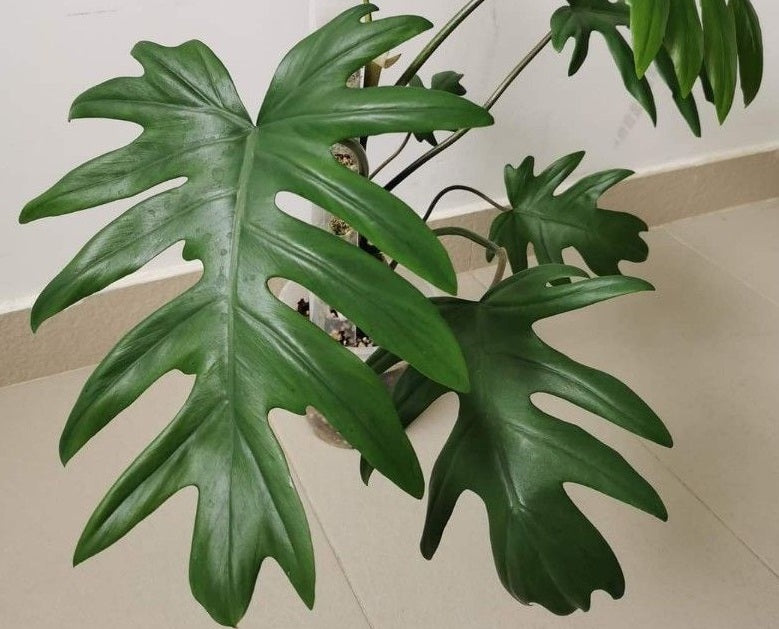 Philodendron mayoi