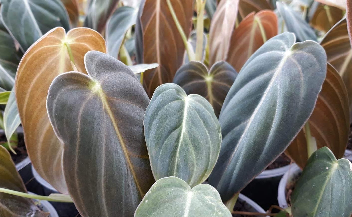 Philodendron melanochrysum - Black Gold Philodendron