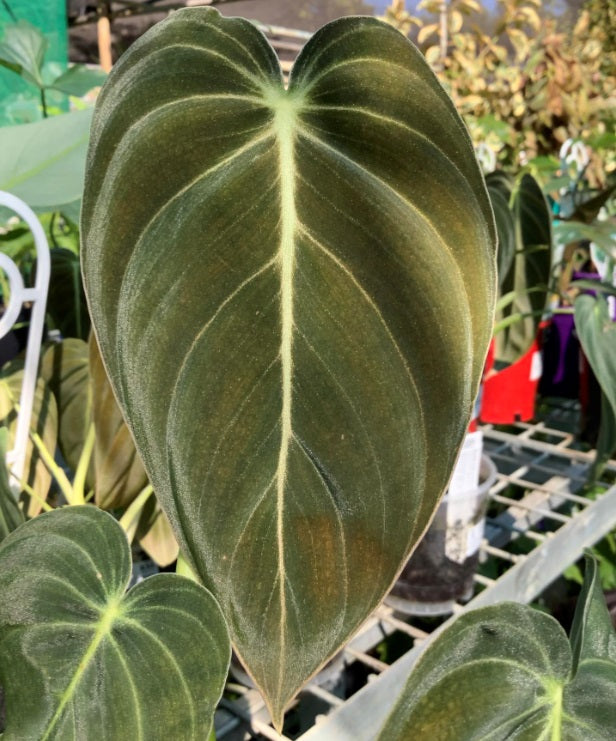 Philodendron melanochrysum - Black Gold Philodendron
