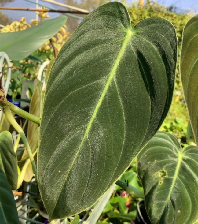 Philodendron melanochrysum - Black Gold Philodendron