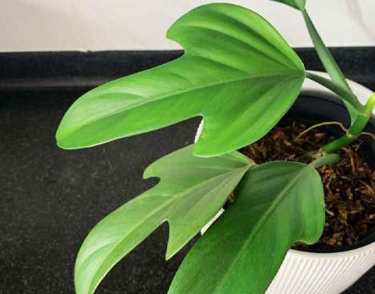 Philodendron panduriforme - Yalmaha Philodendron