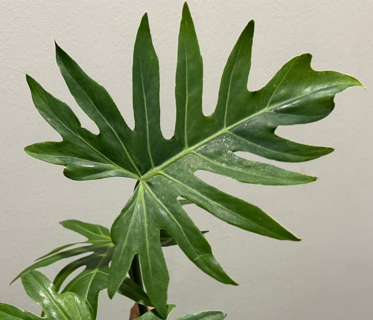 Philodendron radiatum