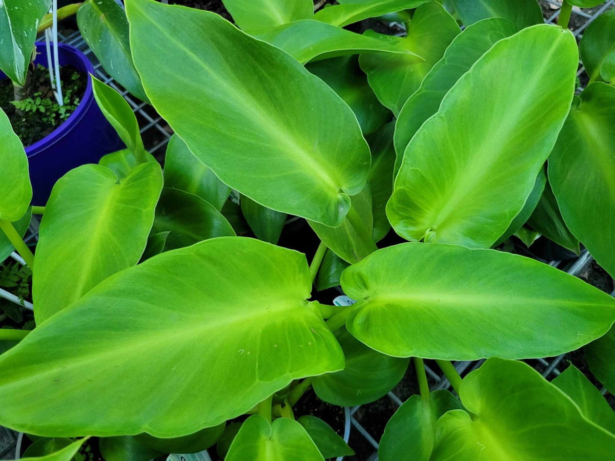 Philodendron rugosum - ABERRANT FORM - Sows Ear