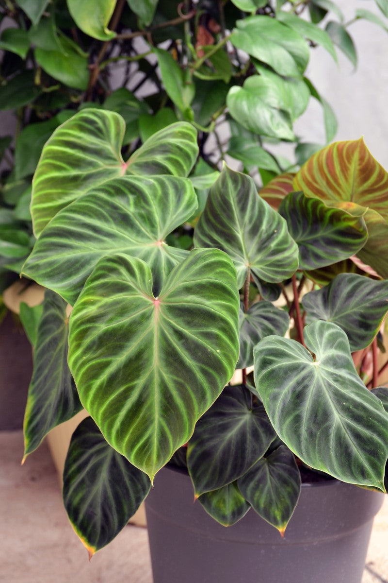 Philodendron verrucosum