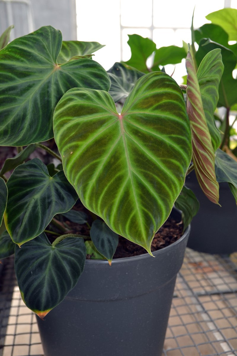 Philodendron verrucosum