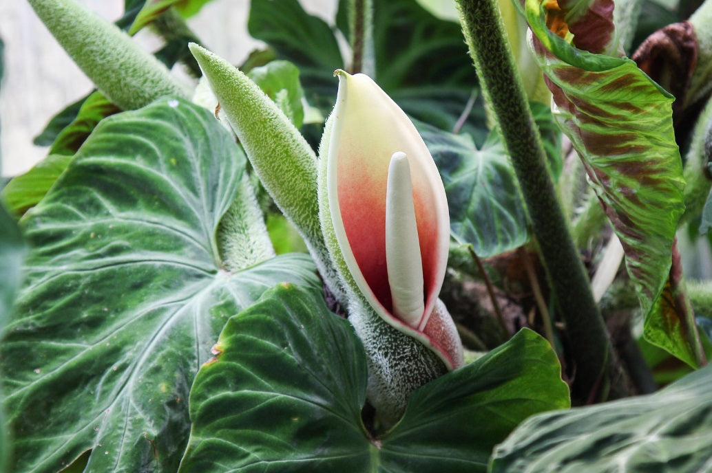 Philodendron verrucosum