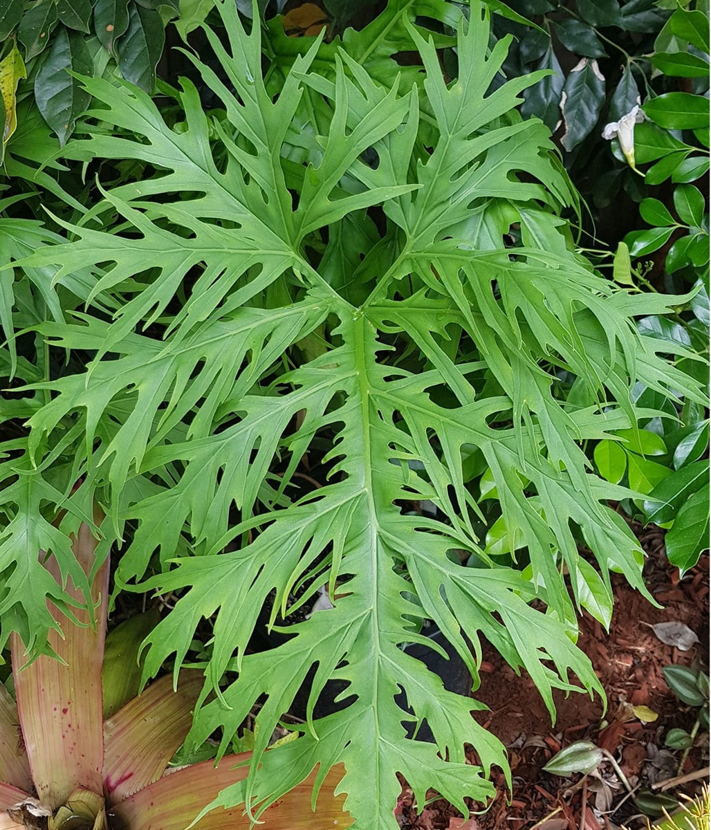 Philodendron warszewiczii Totem