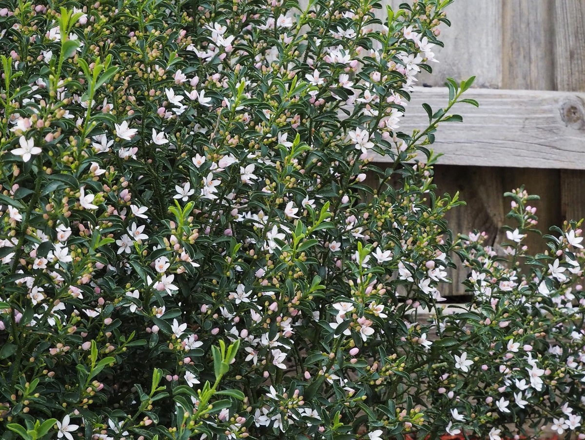 Philotheca myoporoides - FLOWER GIRL - Long-Leaf Waxflower