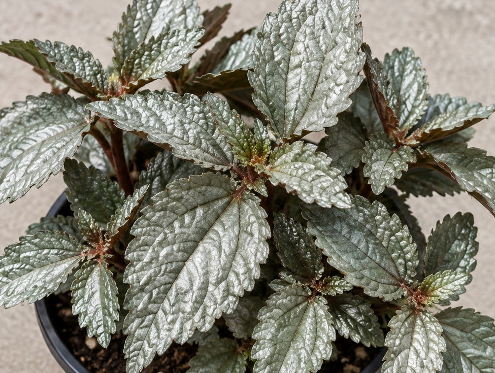 Pilea cadierei - ELLEN - Aluminium Plant