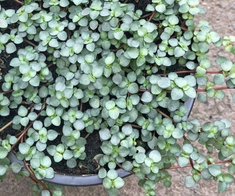 Pilea libanensis - Silver Sprinkles