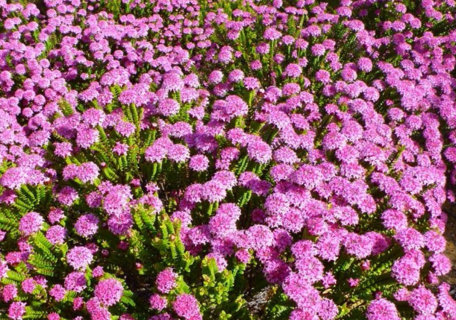 Pimelea ferruginea - MAGENTA MIST - Pink Rice Flower