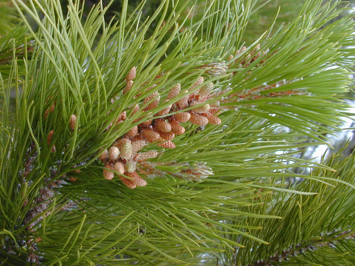 Pinus radiata - Monterey Pine