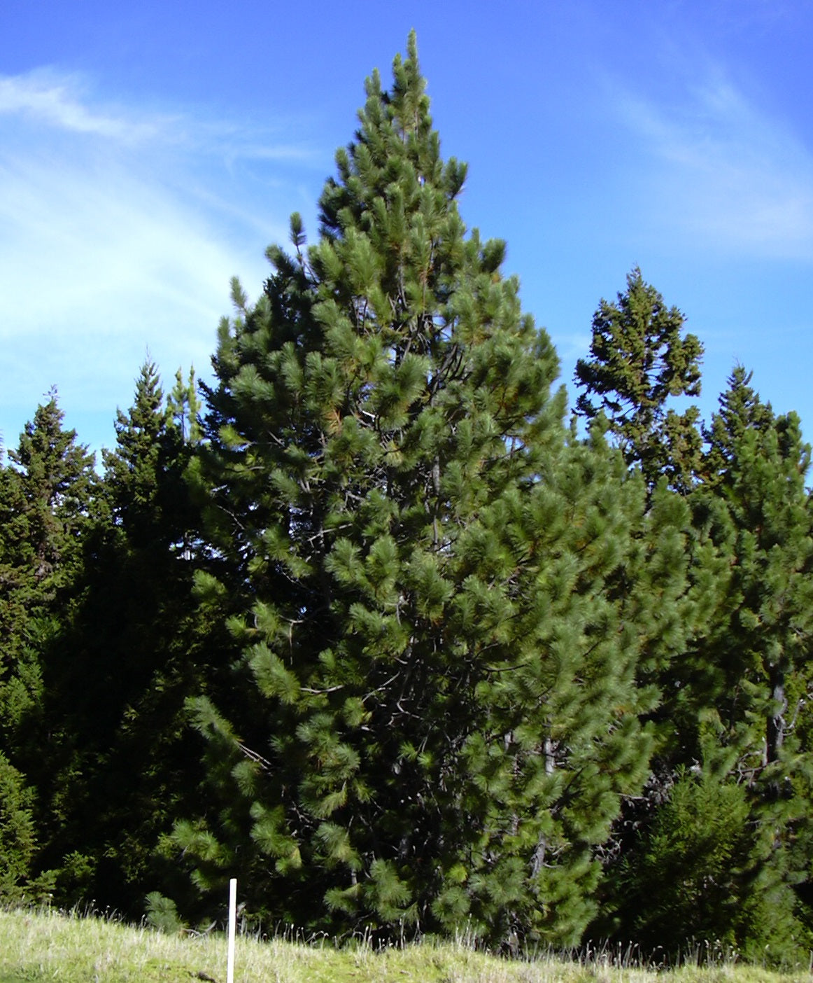 Pinus radiata - Monterey Pine