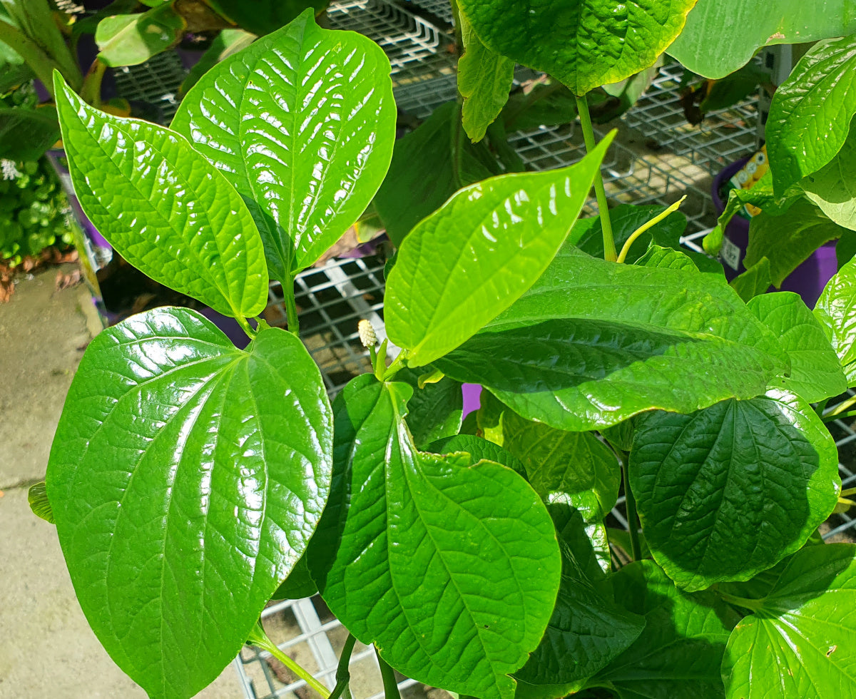 Piper betle - Betel Leaf