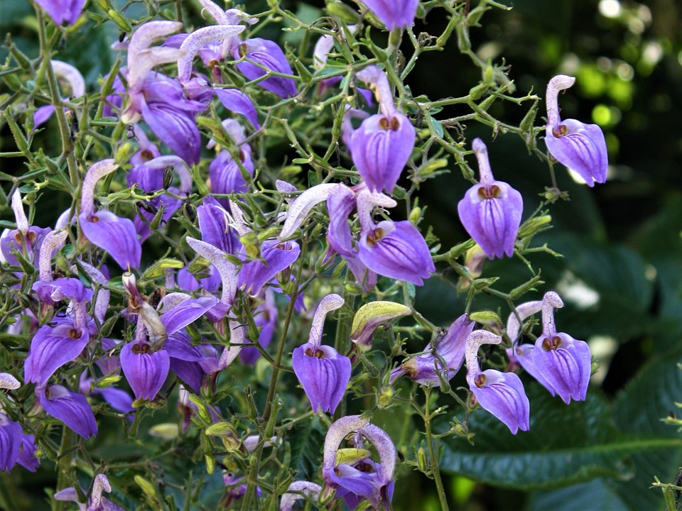 Brillantaisia cicatricosa - Giant Salvia Double-Planted
