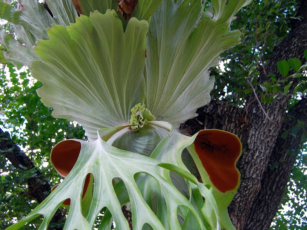 Platycerium superbum - Staghorn Mounted