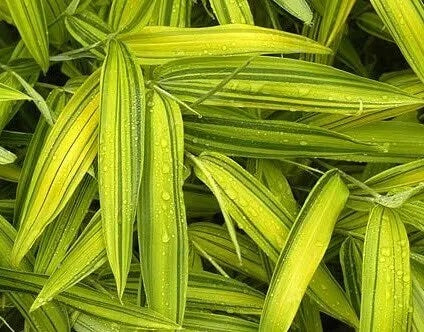 Pleioblastus viridistriatus - Dwarf Green-Striped Kamuro-Zasa Bamboo