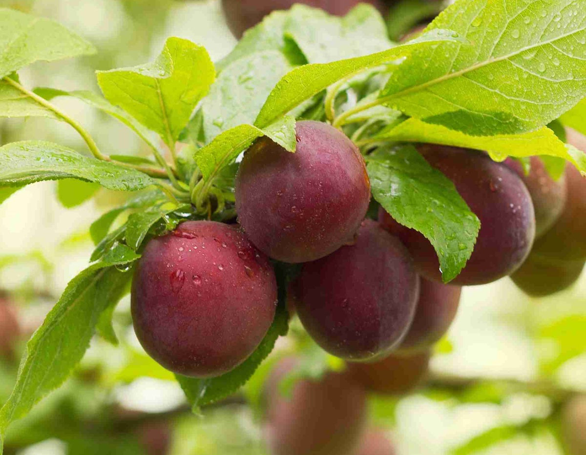 Prunus domestica - GULF RUBY - Dwarf Plum