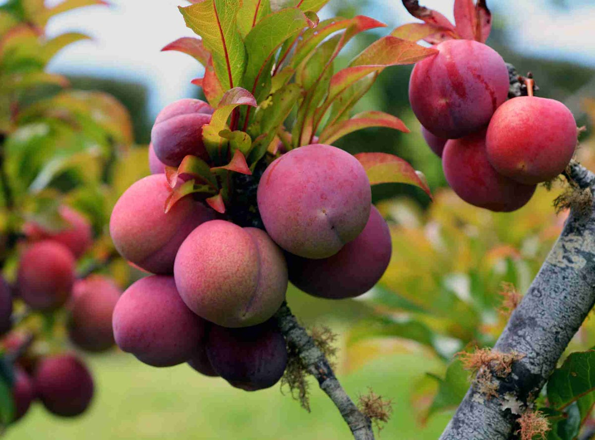 Prunus domestica - SUNRISE GULF - Dwarf Plum