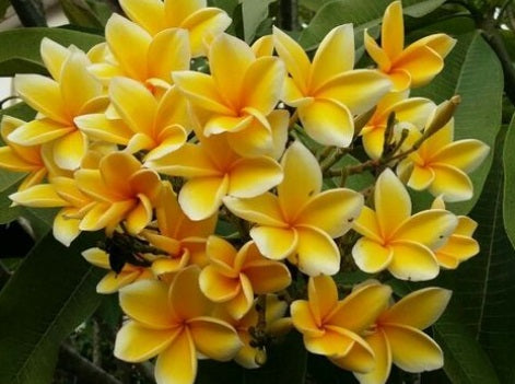 Plumeria rubra - BALI HAI GOLD - Frangipani