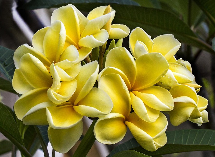 Plumeria rubra - BOWEN YELLOW - Frangipani