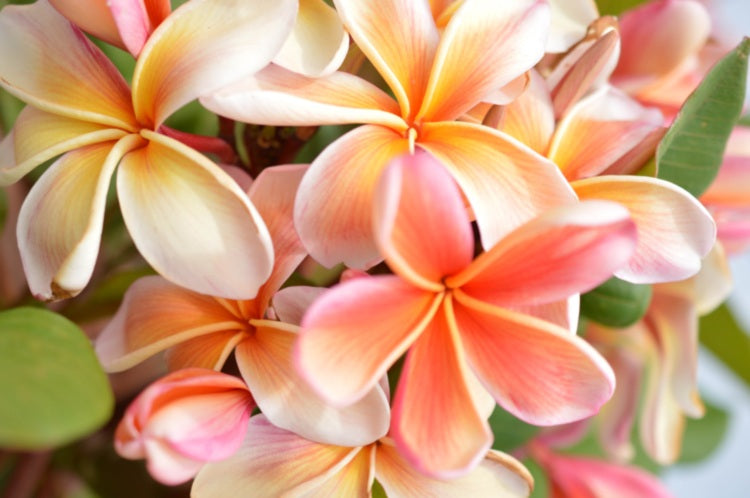 Plumeria rubra - ELIZA - Frangipani