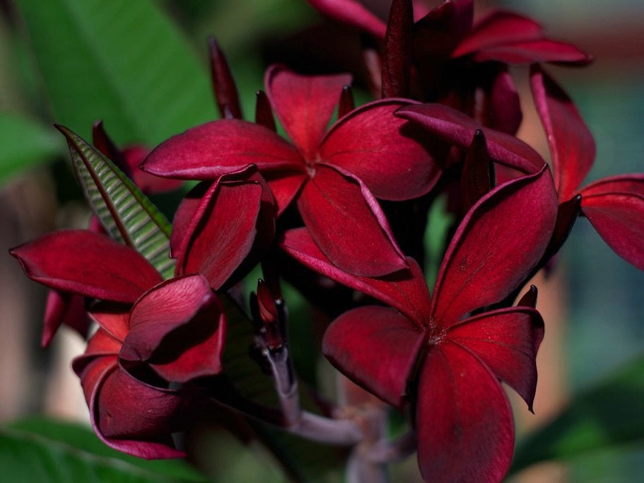 Plumeria rubra - JAKARTA RED - Frangipani