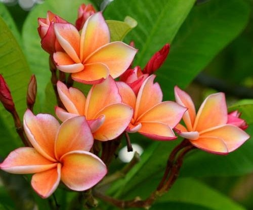 Plumeria rubra - MONSOON - Frangipani