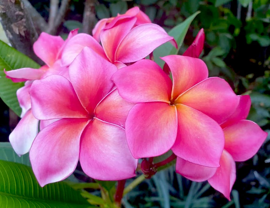 Plumeria rubra - PURE PASSION - Frangipani