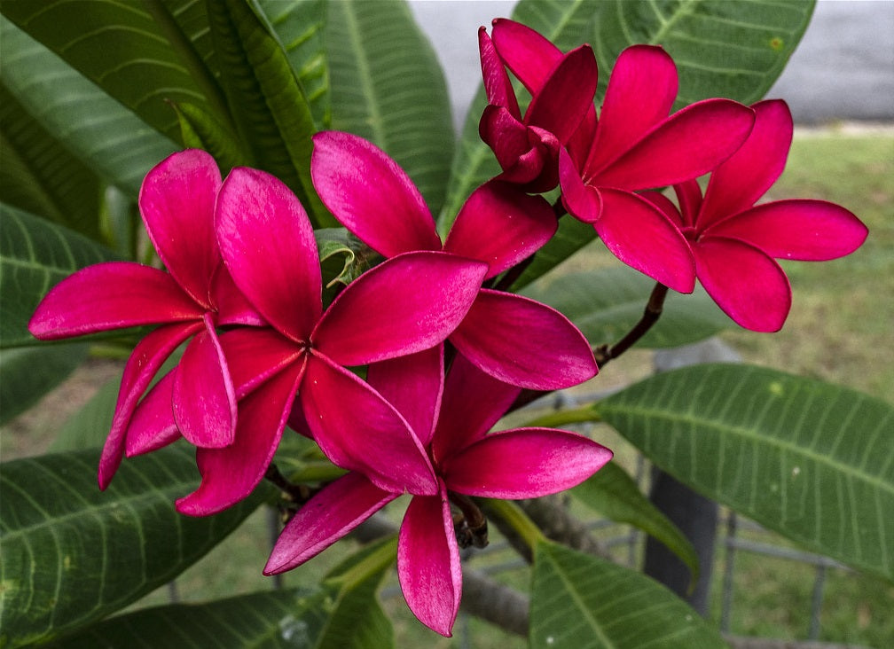 Plumeria rubra - PURE RED - Frangipani